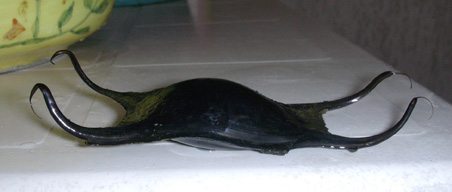Uovo di razza (Raja cf. undulata)